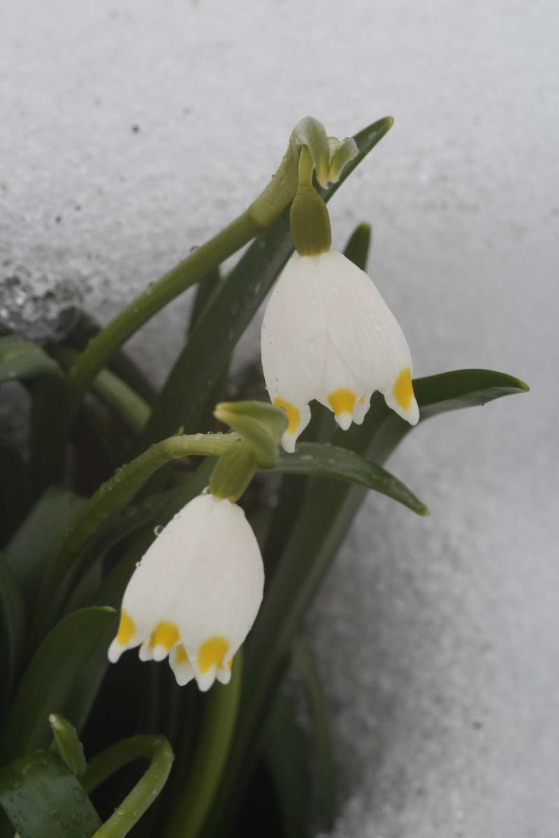 IMG_2013_04_09_00007134_Bildgr��e �ndern