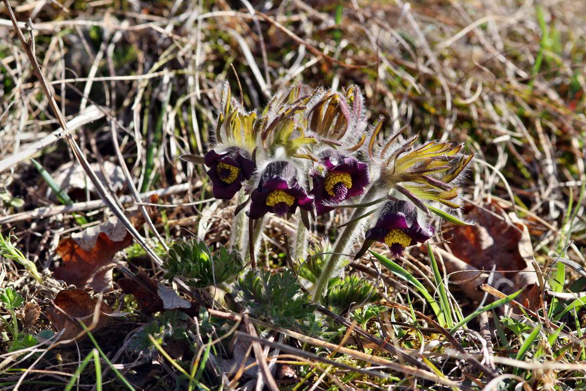 IMG_2013_04_15_00007973_phm2_Bildgr��e �ndern