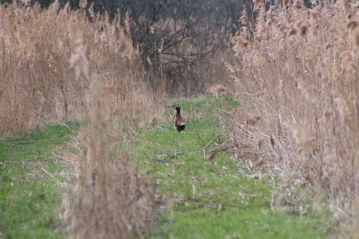 IMG_2013_04_17_00008031_phm2_Bildgr��e �ndern