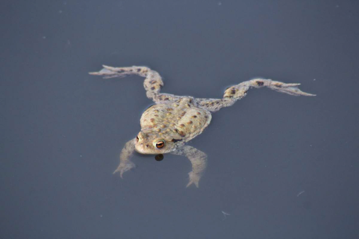 IMG_2013_04_17_00008063_phm2_Bildgr��e �ndern