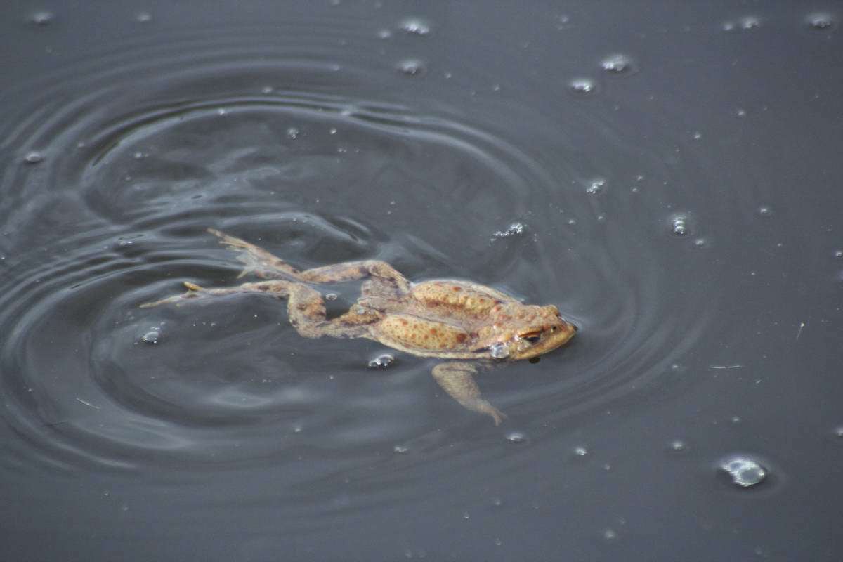 IMG_2013_04_17_00008088_phm2_Bildgr��e �ndern