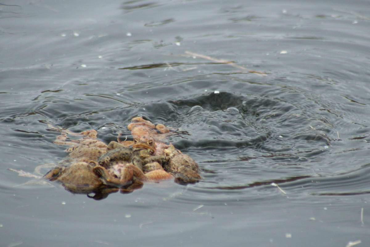 IMG_2013_04_17_00008135_phm2_Bildgr��e �ndern