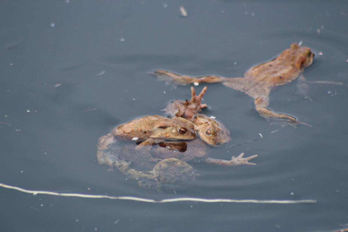 IMG_2013_04_17_00008160_phm2_Bildgr��e �ndern