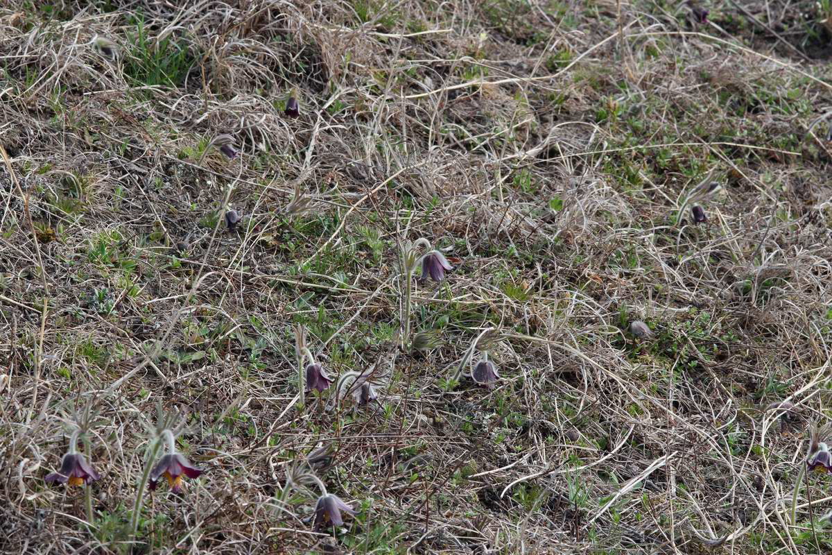 IMG_2013_04_17_00008241_phm2_Bildgr��e �ndern