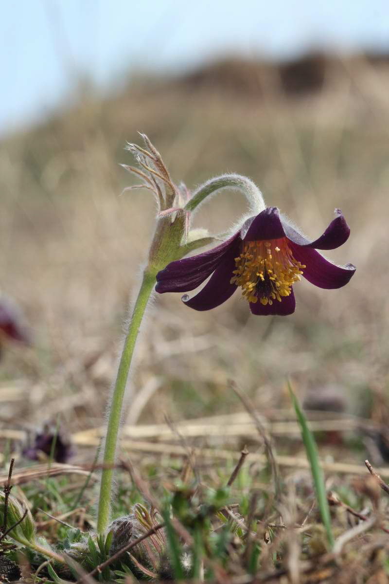 IMG_2013_04_17_00008247_phm2_Bildgr��e �ndern