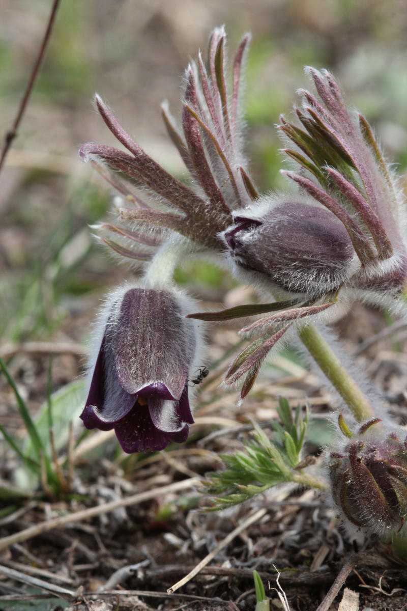 IMG_2013_04_17_00008254_phm2_Bildgr��e �ndern