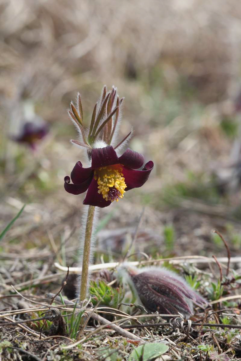 IMG_2013_04_17_00008257_phm2_Bildgr��e �ndern