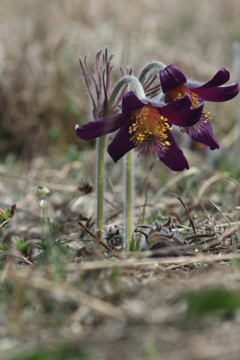 IMG_2013_04_17_00008260_phm2_Bildgr��e �ndern