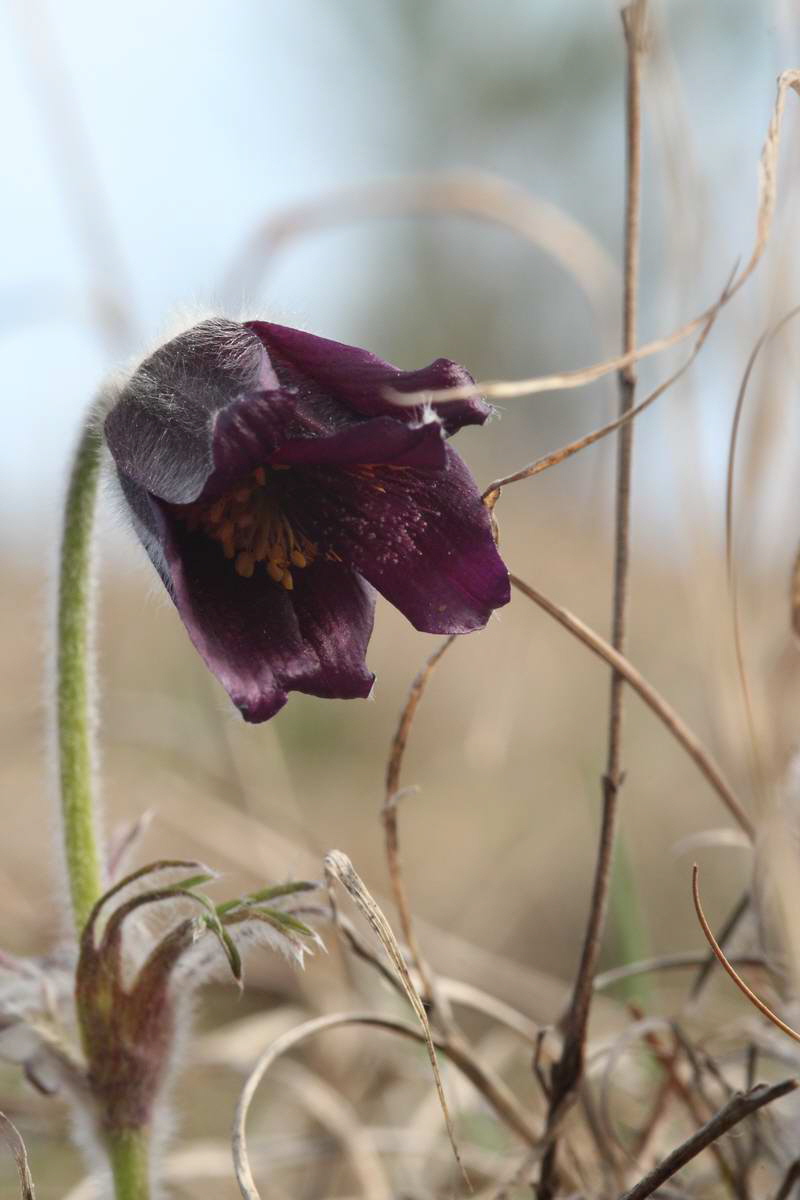 IMG_2013_04_17_00008261_phm2_Bildgr��e �ndern