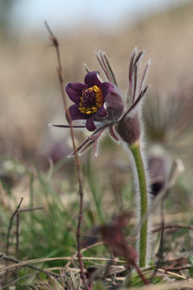 IMG_2013_04_17_00008263_phm2_Bildgr��e �ndern