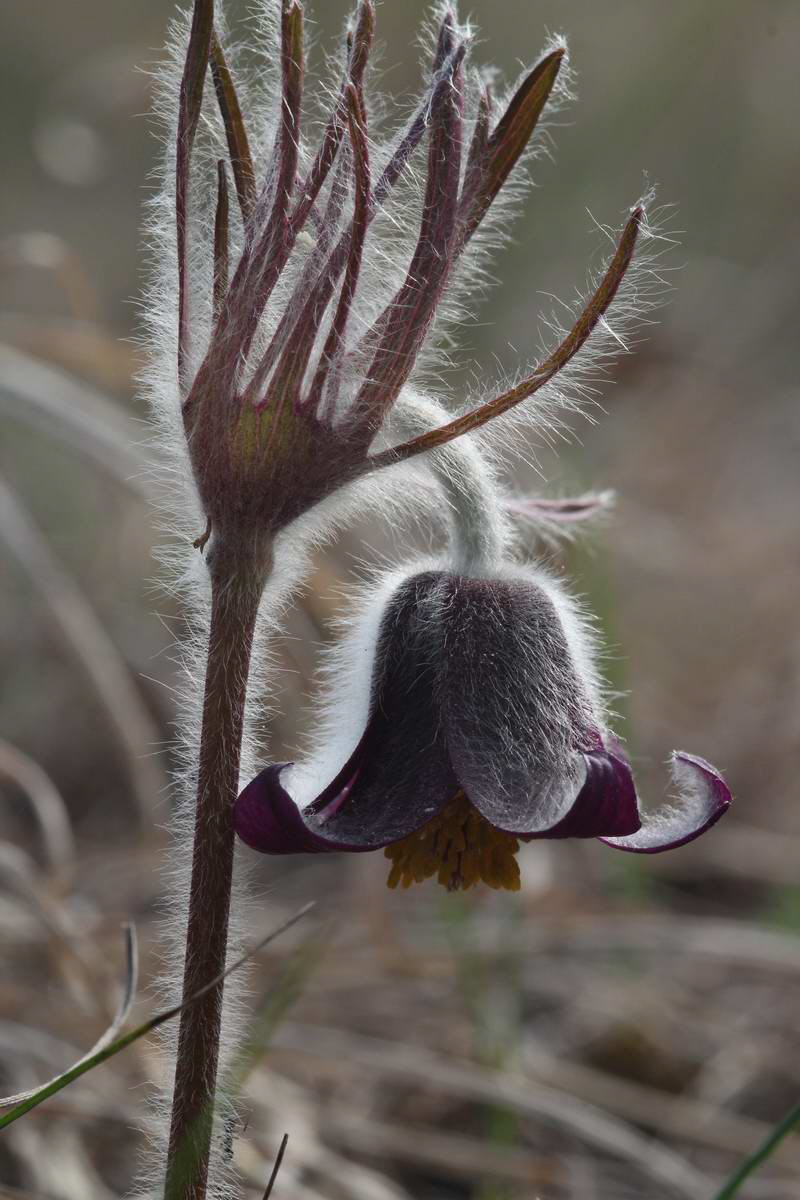 IMG_2013_04_17_00008270_phm2_Bildgr��e �ndern