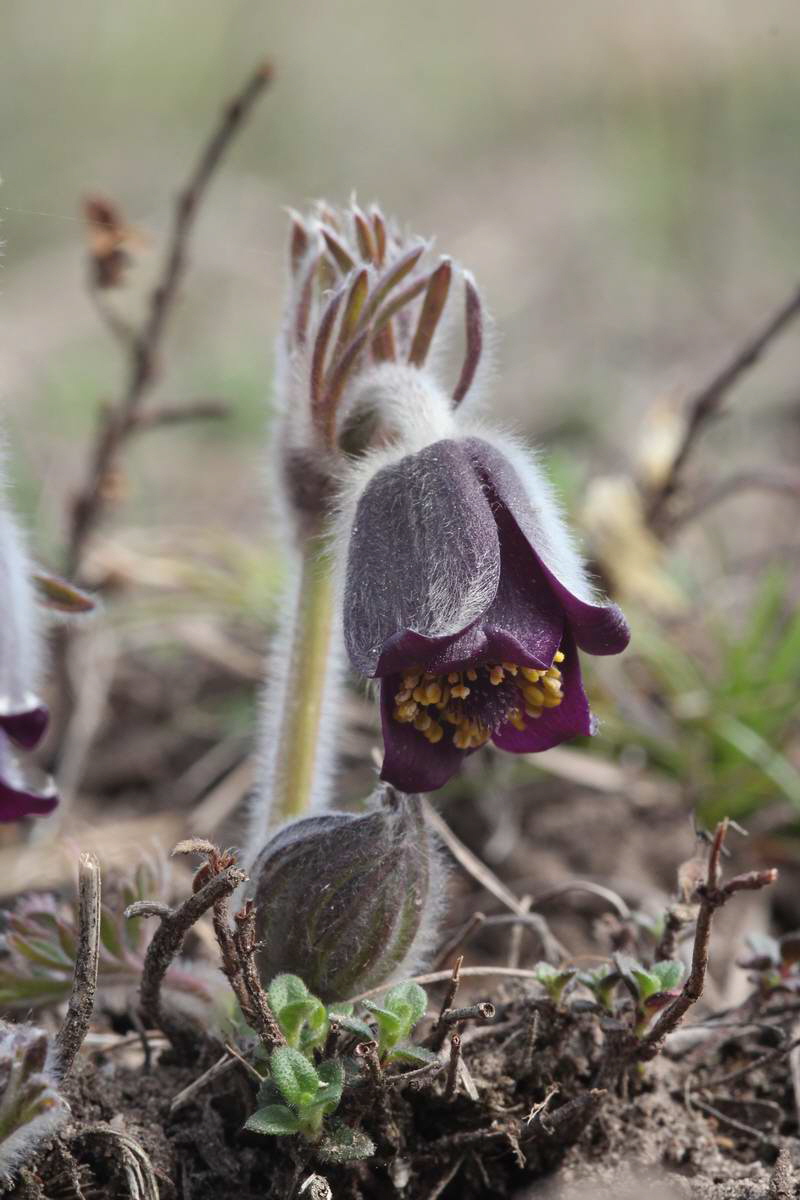 IMG_2013_04_17_00008273_phm2_Bildgr��e �ndern