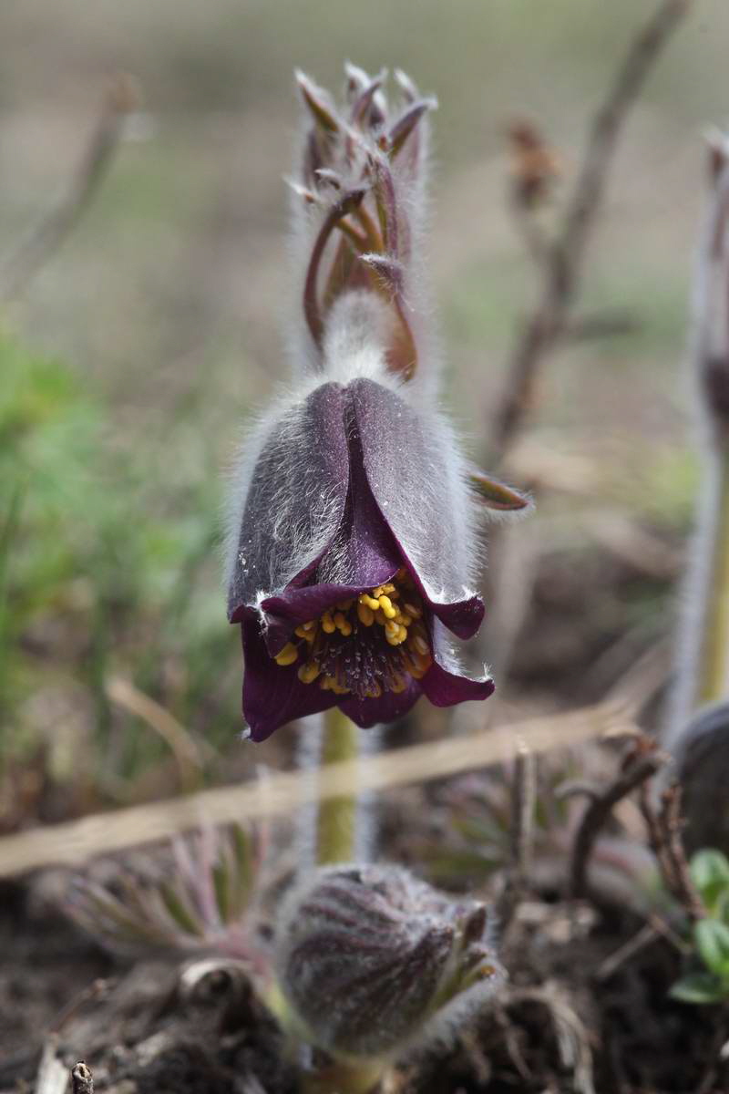 IMG_2013_04_17_00008277_phm2_Bildgr��e �ndern