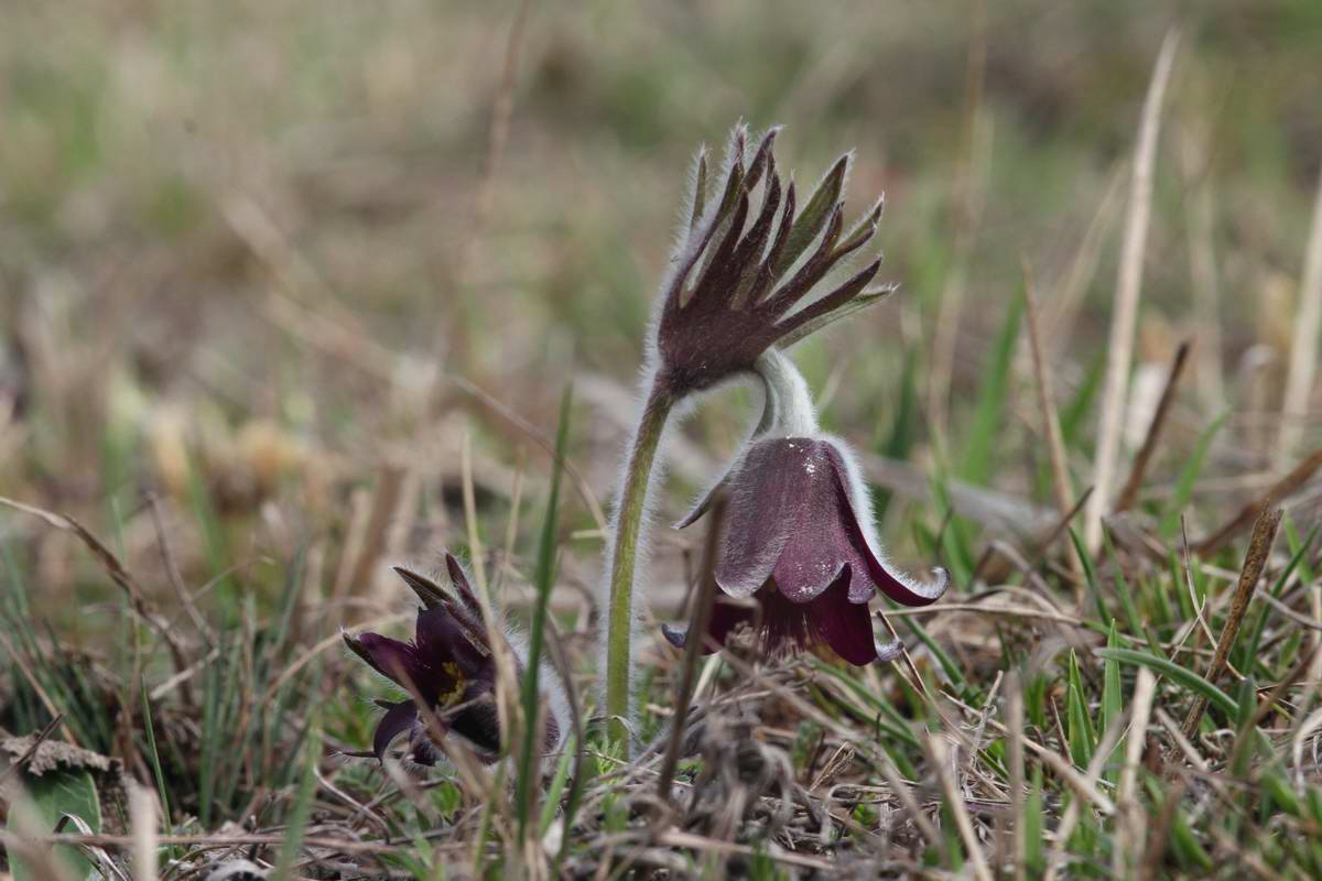 IMG_2013_04_17_00008288_phm2_Bildgr��e �ndern