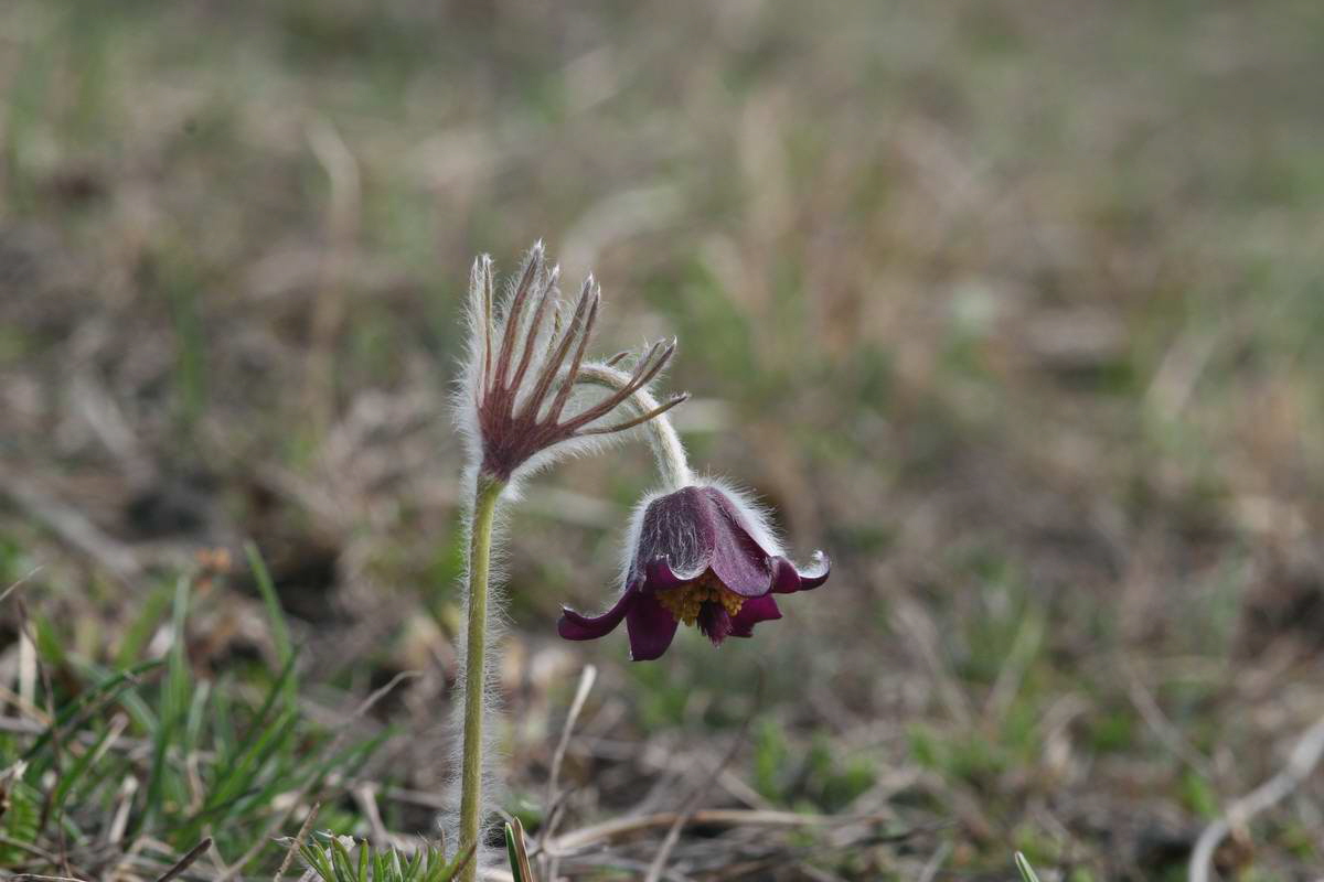 IMG_2013_04_17_00008291_phm2_Bildgr��e �ndern