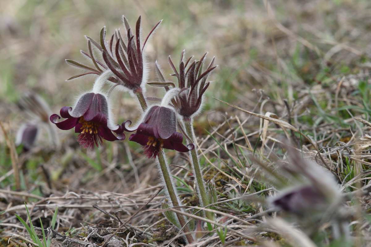 IMG_2013_04_17_00008309_phm2_Bildgr��e �ndern