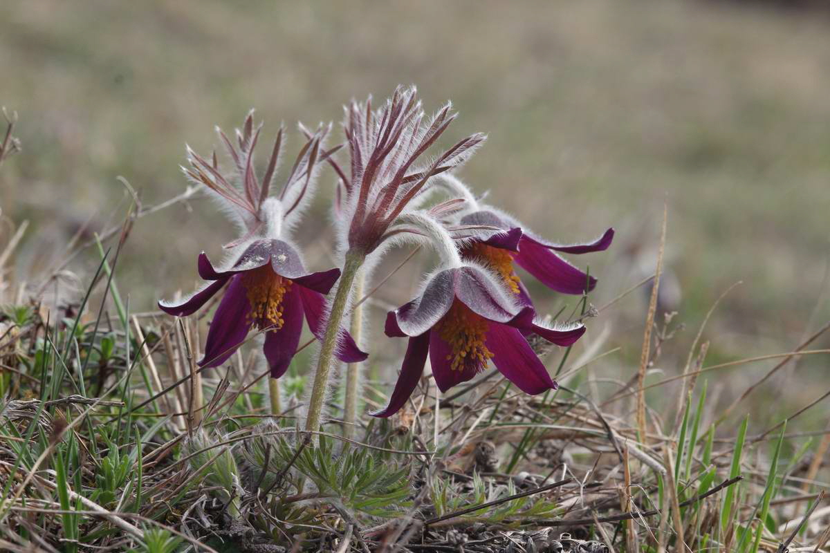 IMG_2013_04_17_00008313_phm2_Bildgr��e �ndern