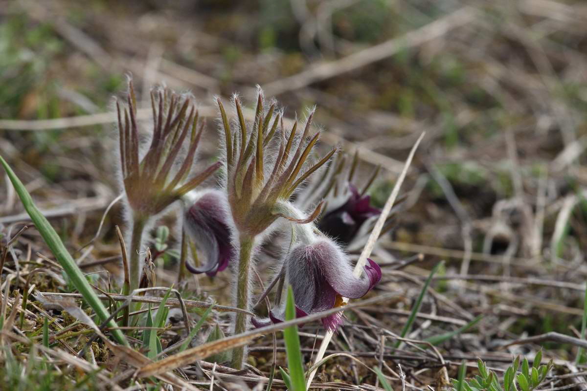 IMG_2013_04_17_00008323_phm2_Bildgr��e �ndern