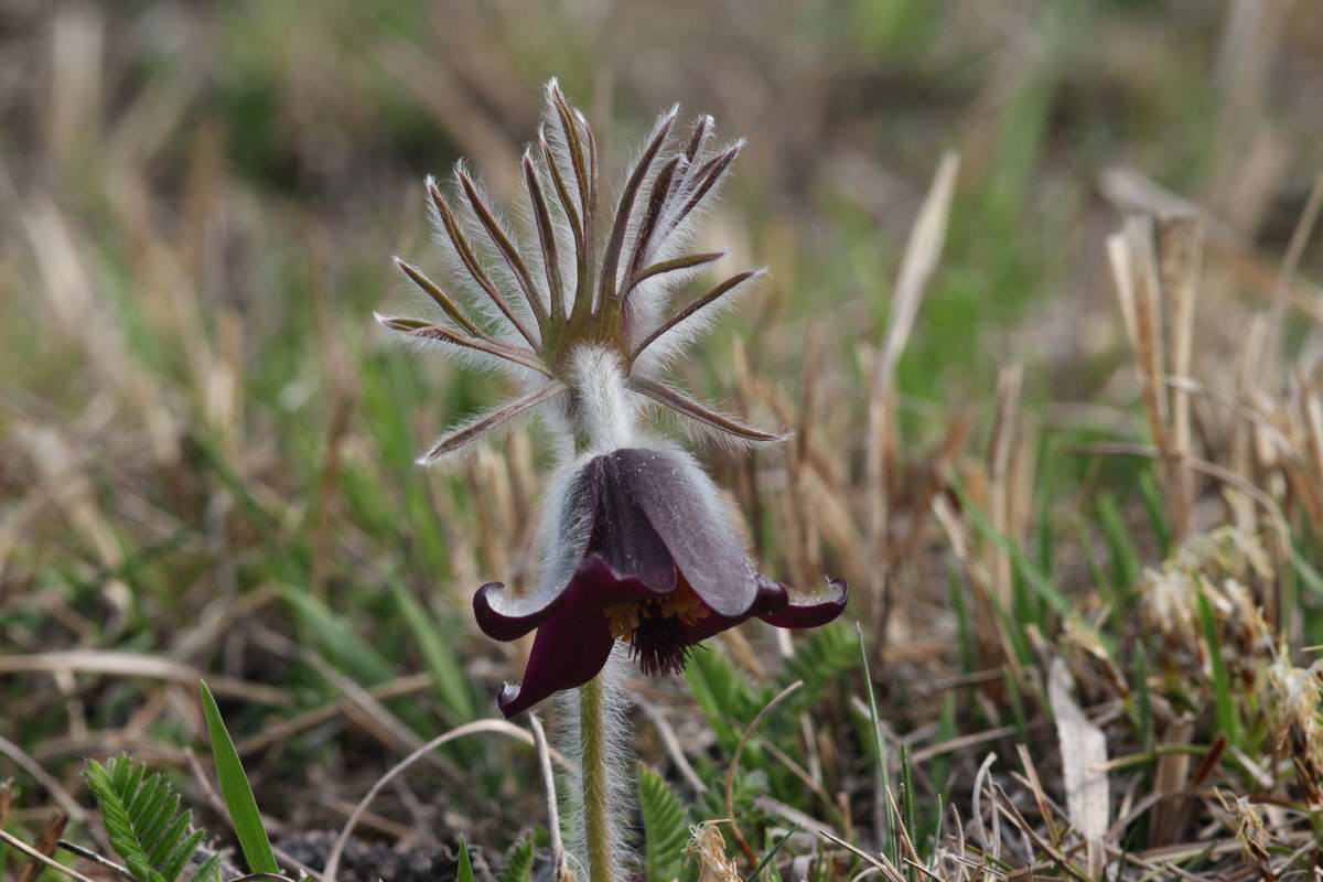 IMG_2013_04_17_00008350_phm2_Bildgr��e �ndern