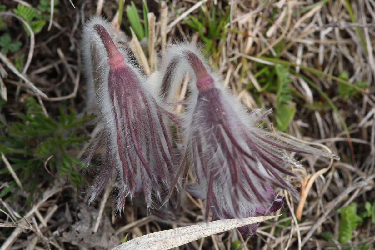 IMG_2013_04_17_00008357_phm2_Bildgr��e �ndern