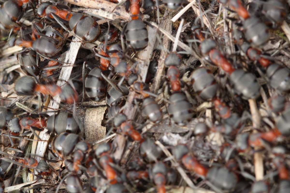 IMG_2013_04_17_00008375_phm2_Bildgr��e �ndern