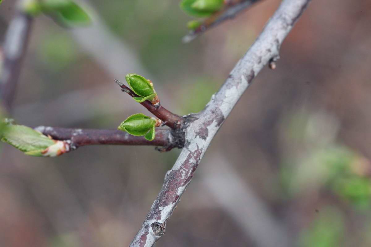 IMG_2013_04_17_00008381_phm2_Bildgr��e �ndern