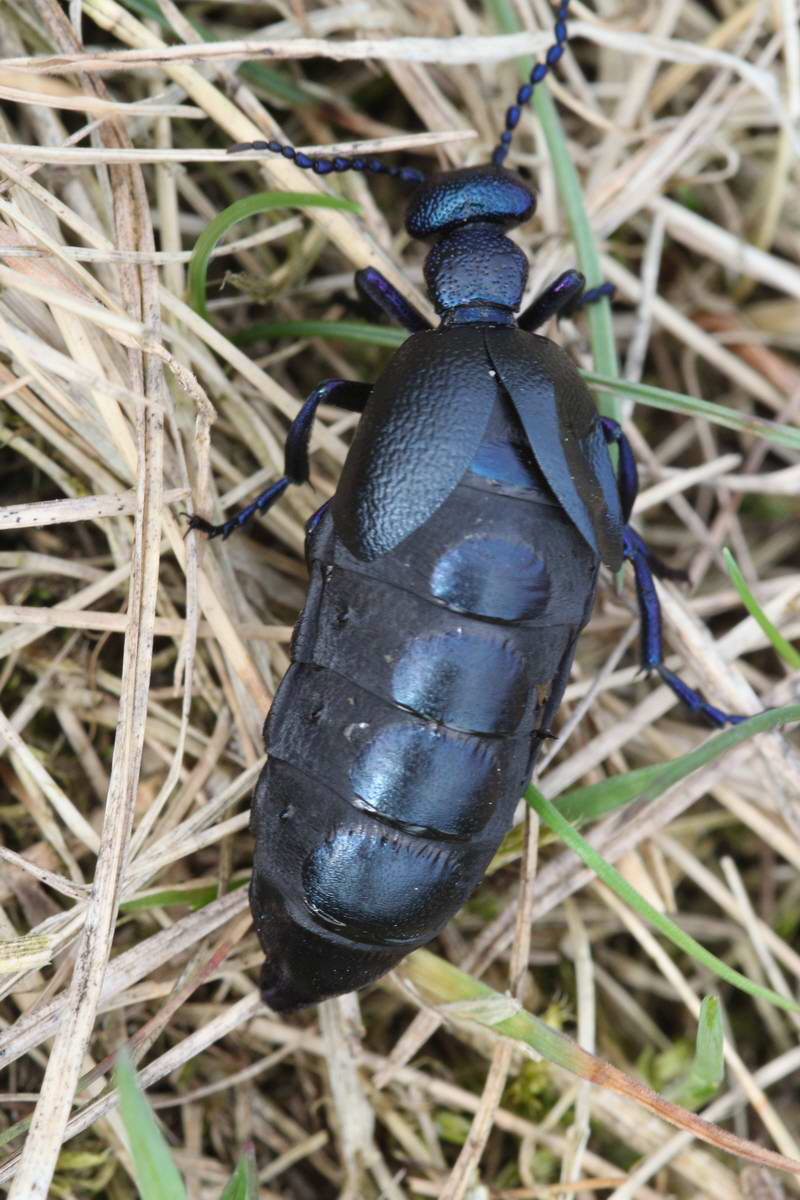 IMG_2013_04_17_00008394_phm2_Bildgr��e �ndern