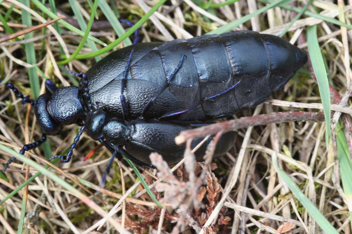 IMG_2013_04_17_00008401_phm2_Bildgr��e �ndern