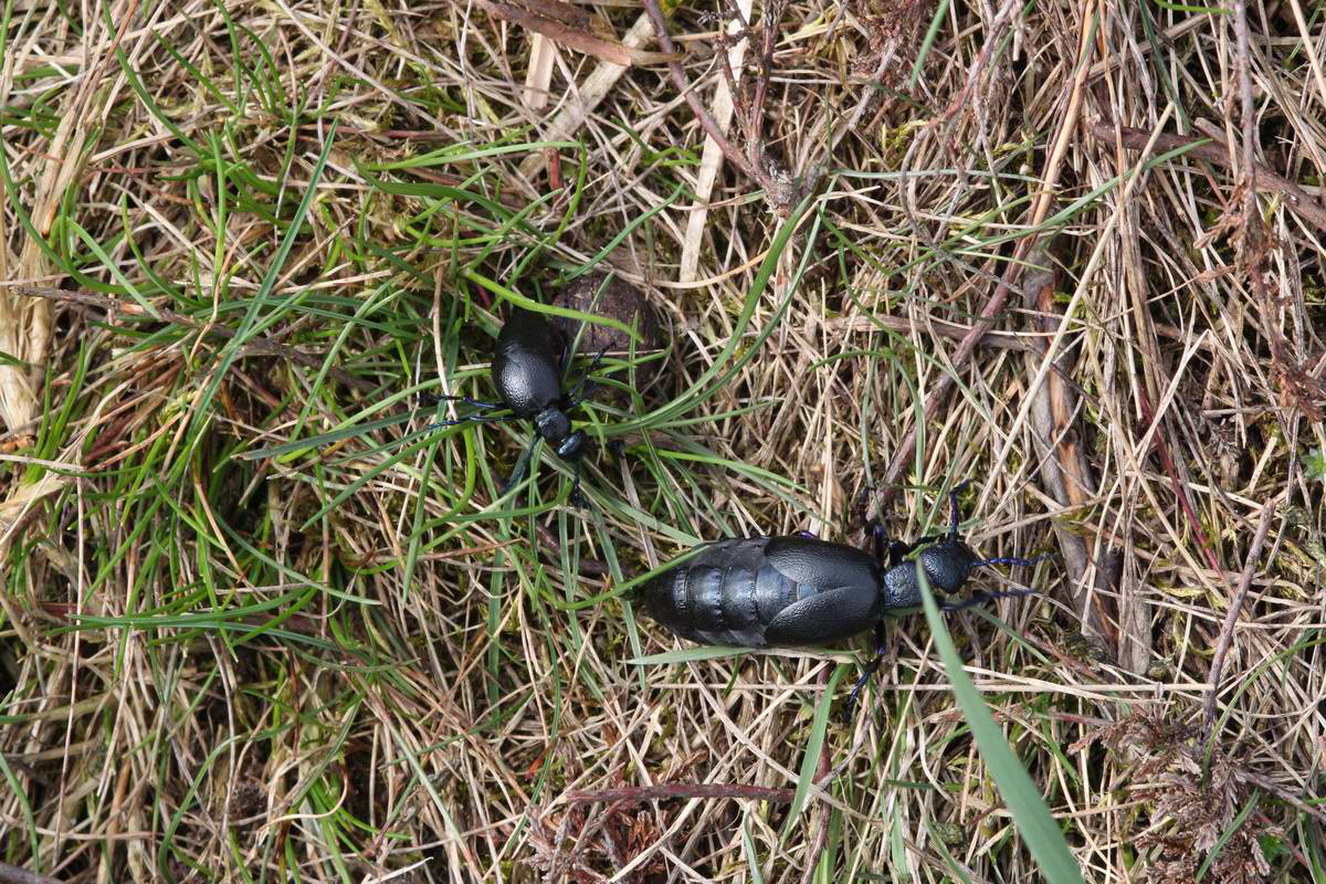 IMG_2013_04_17_00008467_phm2_Bildgr��e �ndern