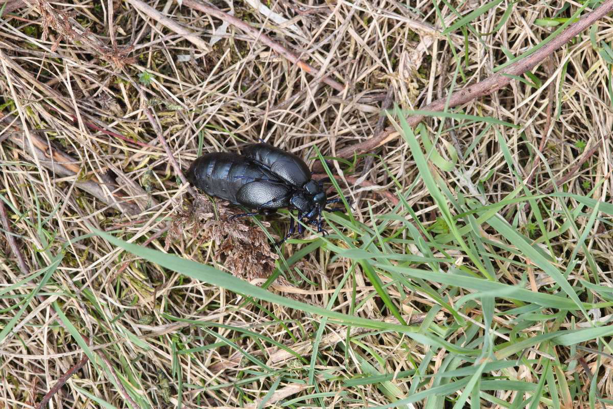 IMG_2013_04_17_00008475_phm2_Bildgr��e �ndern