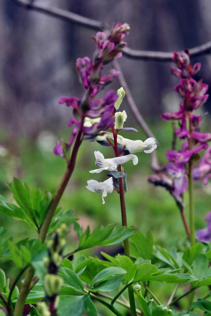 IMG_2013_04_17_00008506_phm2_Bildgr��e �ndern