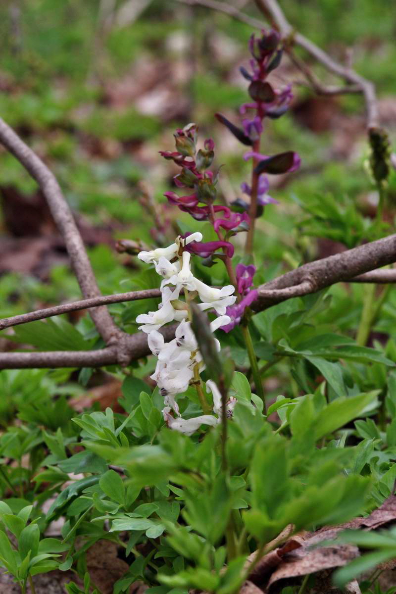 IMG_2013_04_17_00008513_phm2_Bildgr��e �ndern