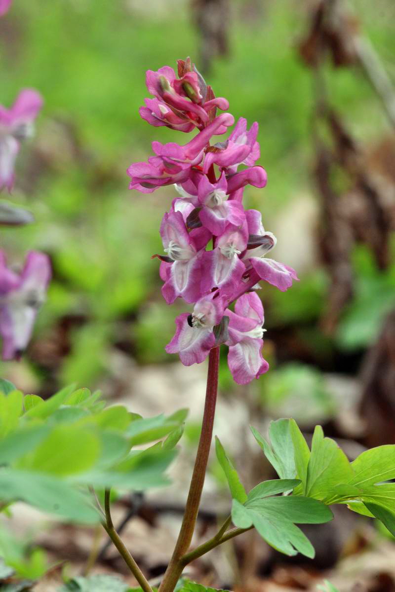 IMG_2013_04_17_00008521_phm2_Bildgr��e �ndern