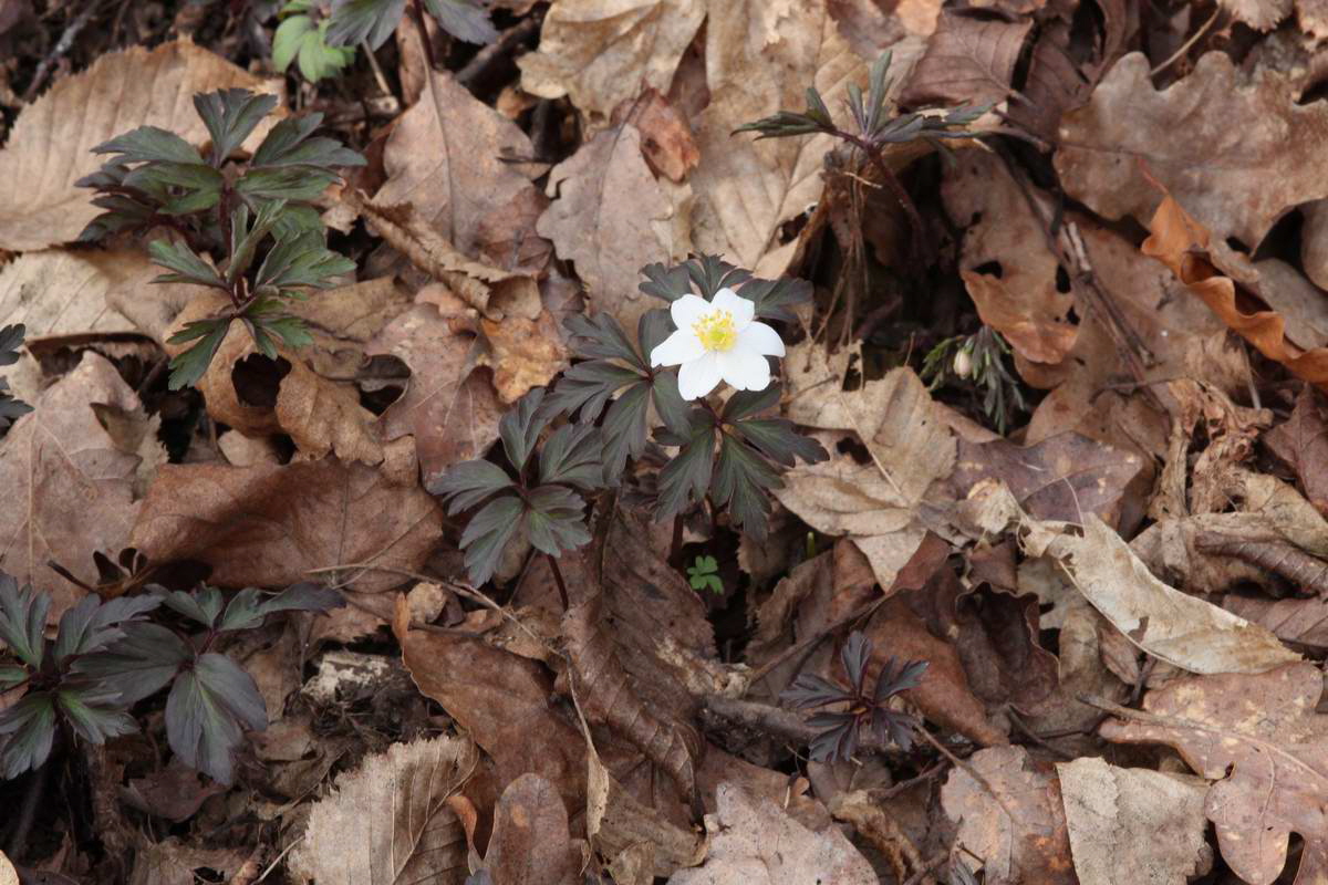 IMG_2013_04_18_00008608_phm2_Bildgr��e �ndern