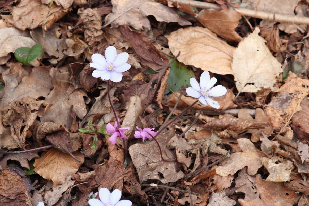 IMG_2013_04_18_00008629_phm2_Bildgr��e �ndern