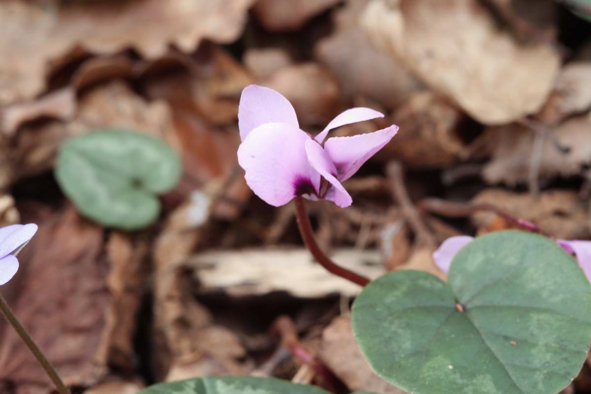 IMG_2013_04_18_00008636_phm2_Bildgr��e �ndern