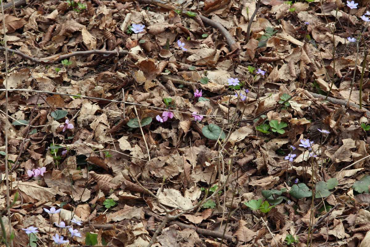 IMG_2013_04_18_00008654_phm2_Bildgr��e �ndern