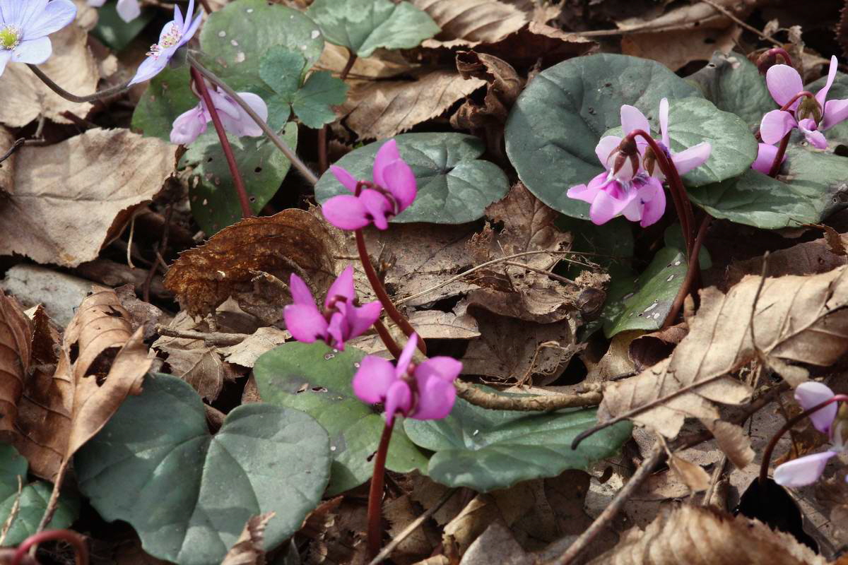 IMG_2013_04_18_00008657_phm2_Bildgr��e �ndern