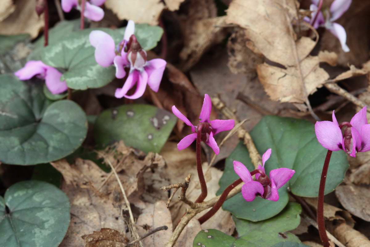 IMG_2013_04_18_00008661_phm2_Bildgr��e �ndern