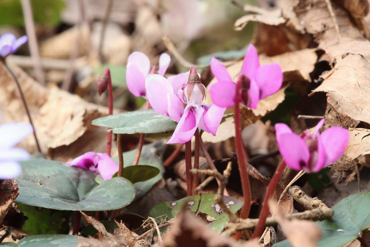 IMG_2013_04_18_00008664_phm2_Bildgr��e �ndern