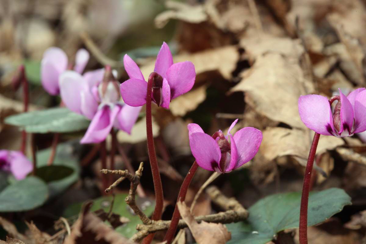 IMG_2013_04_18_00008667_phm2_Bildgr��e �ndern