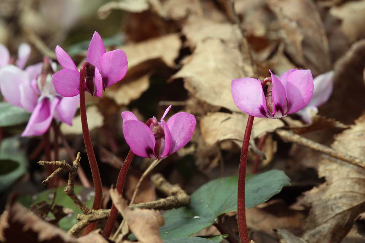 IMG_2013_04_18_00008669_phm2_Bildgr��e �ndern