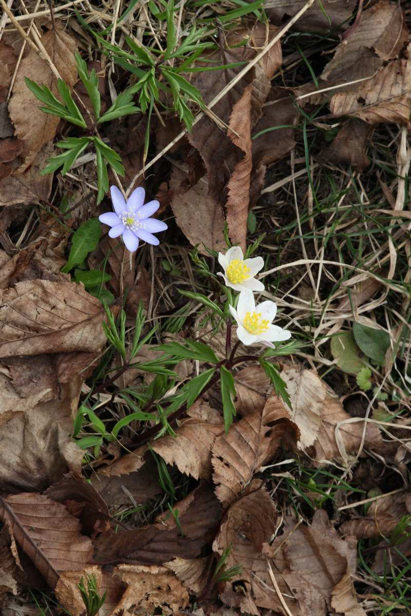 IMG_2013_04_18_00008710_phm2_Bildgr��e �ndern