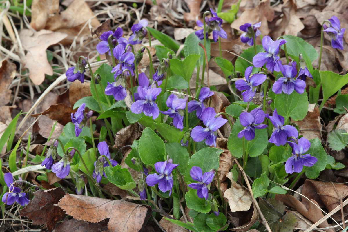 IMG_2013_04_18_00008740_phm2_Bildgr��e �ndern