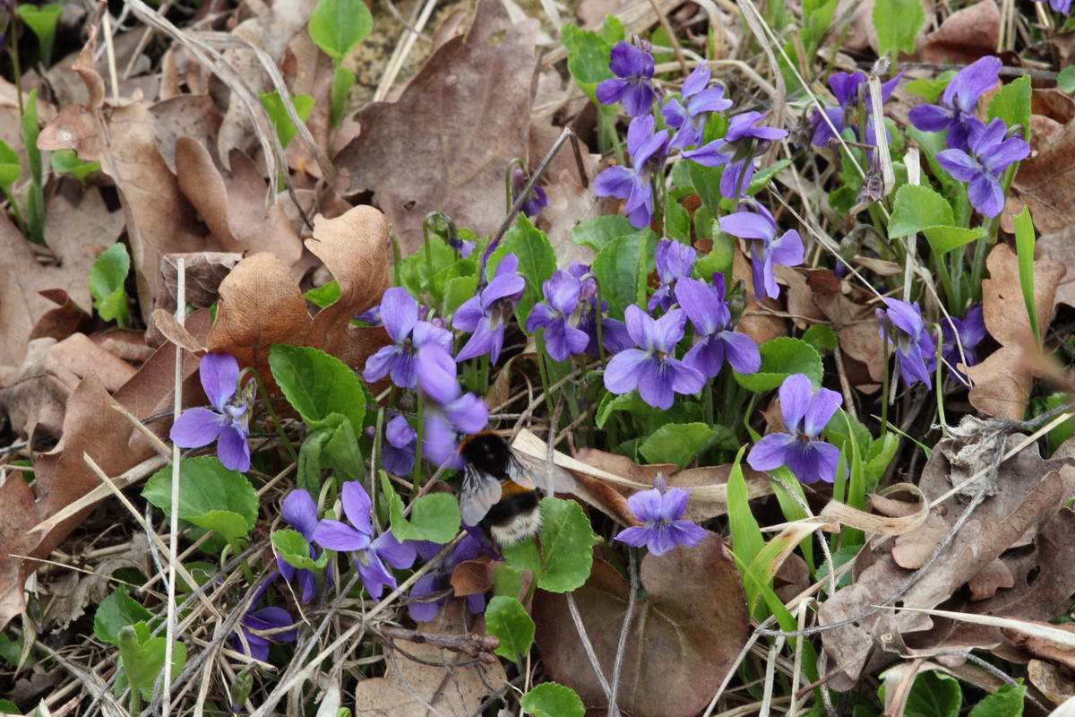 IMG_2013_04_18_00008765_phm2_Bildgr��e �ndern