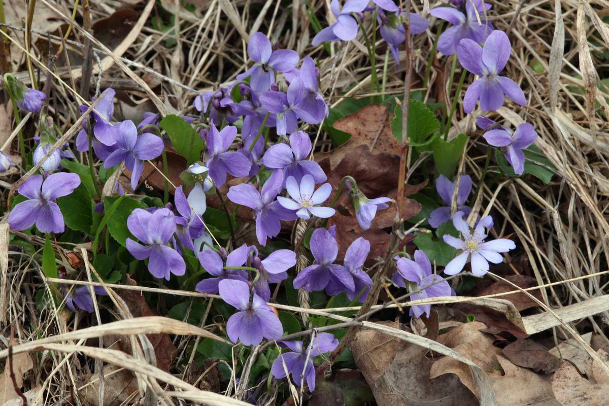 IMG_2013_04_18_00008784_phm2_Bildgr��e �ndern