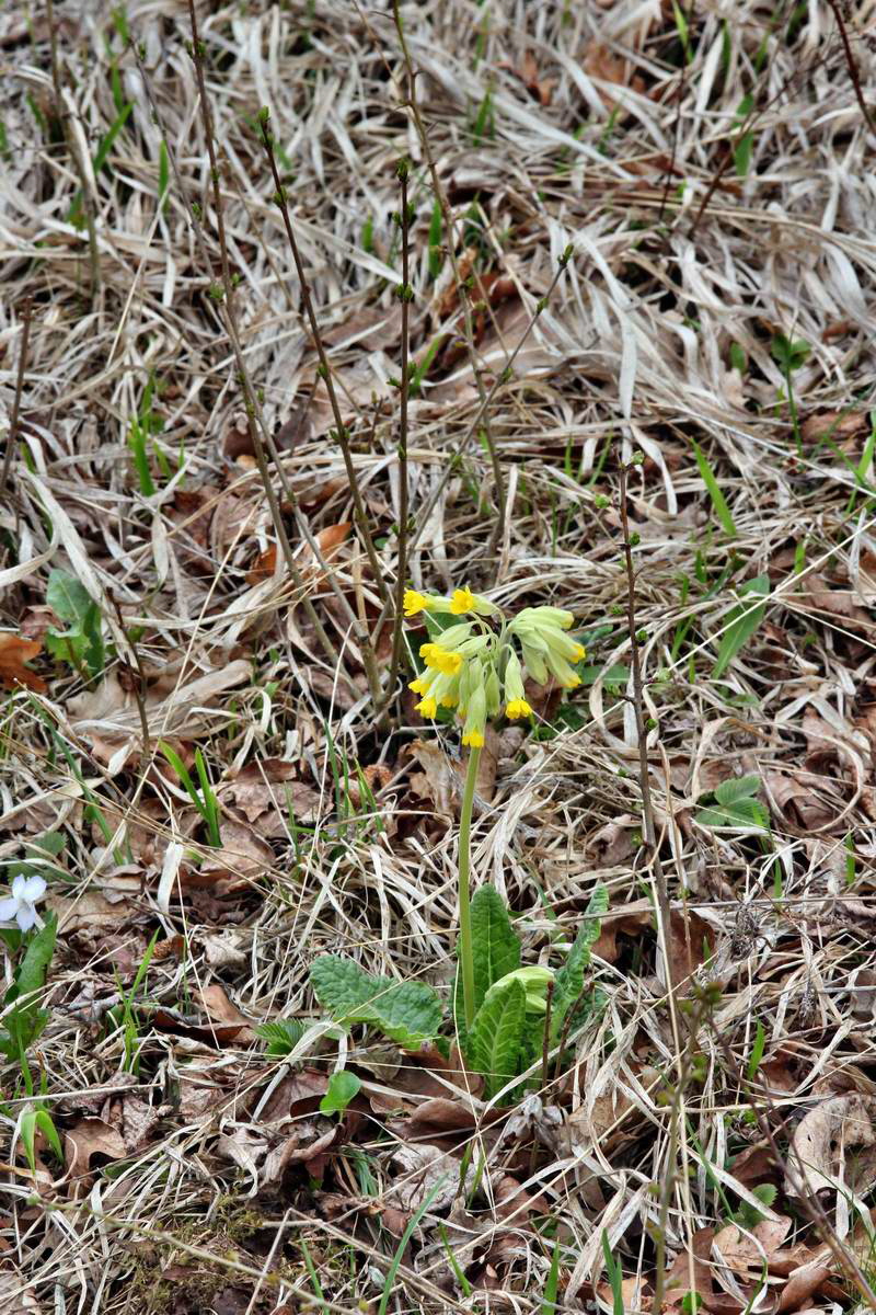 IMG_2013_04_18_00008791_phm2_Bildgr��e �ndern