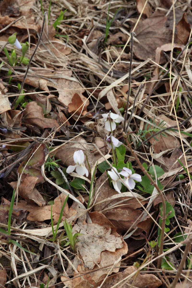 IMG_2013_04_18_00008798_phm2_Bildgr��e �ndern