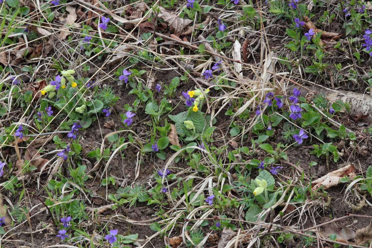 IMG_2013_04_18_00008815_phm2_Bildgr��e �ndern