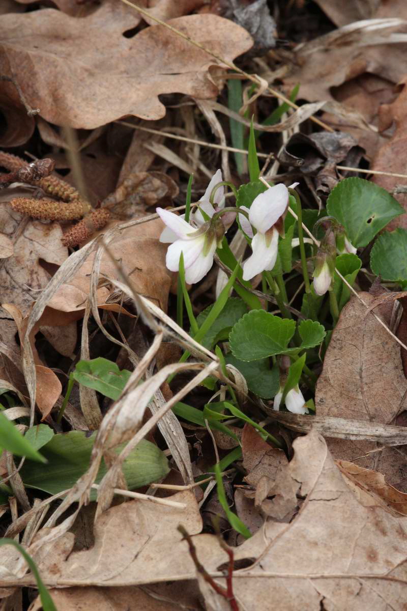 IMG_2013_04_18_00008827_phm2_Bildgr��e �ndern